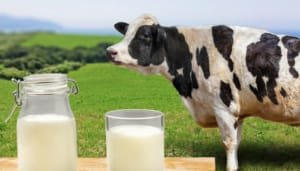 Medidas para proteger la producción lechera