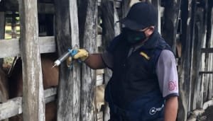 Más de 17 millones de bovinos y bufalinos, inmunizados