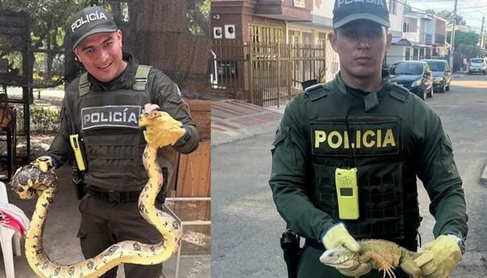 Rescate de especies silvestres en Neiva