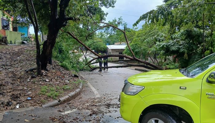 Corte de árboles y evaluación de daños marcaron la jornada en Neiva