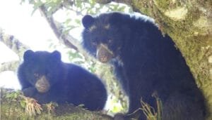 El oso andino se consolida en el Huila