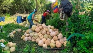 Campesinos se benefician de la reforma agraria