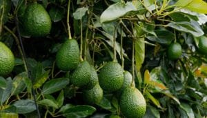 Aguacate colombiano, protagonista del Super Bowl