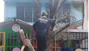 Removido árbol en el barrio Los Parques