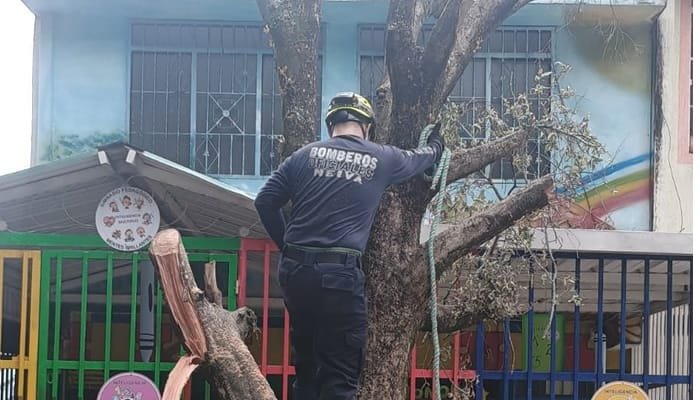 Removido árbol en el barrio Los Parques