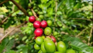 Huila, líder nacional en exportaciones