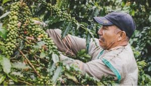 Crecen exportaciones en el Huila