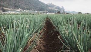 Se fortalece el sector cebollero en Colombia