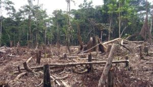 Deforestación en Colombia aumentó 5,2 % durante 2025