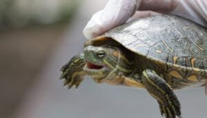 Más de 1.000 animales silvestres atendidos por la CAM en el Huila