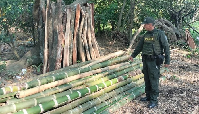 Operativo policial contra la tala ilegal
