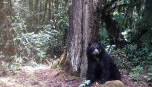 Más de 150 osos de anteojos registrados en el Huila