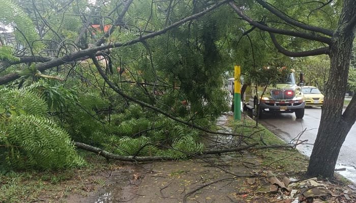 Emergencias de árboles caídos en Neiva