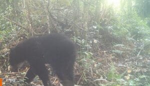 El Oso de Anteojos hace presencia en Rivera
