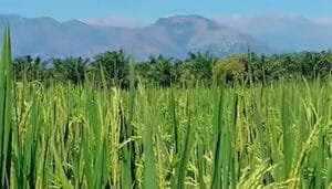Importante inversión nacional para apoyar la comercialización de arroz