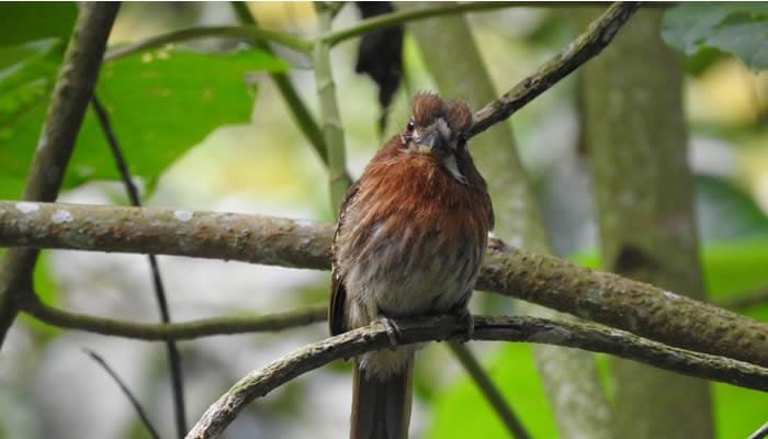 Huila, un paraíso para las aves