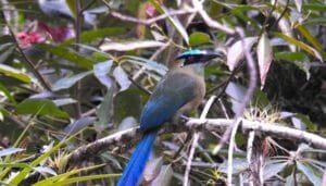 Huila ya se alista para una nueva jornada de avistamiento de aves