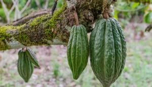 Otra oportunidad de ingresos para los cacaoteros huilenses