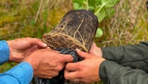 Colombia y su lucha contra la desertificación