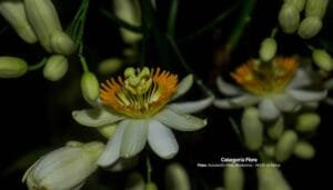 Ganadores del Concurso de Fotografía Ambiental
