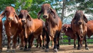 La producción de carne impulsa la economía