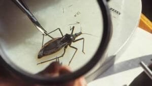 Colombianos…en riesgo por el Mal de Chagas