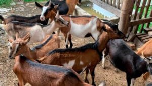 Colombia quiere tener más ovinos y caprinos
