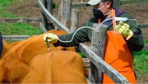 Nuevo ciclo de vacunación para el sector ganadero