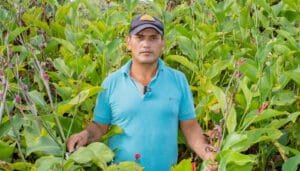 Renace el cultivo de la achira en el Huila