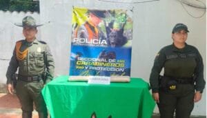 Incautados dos kilos de estupefacientes