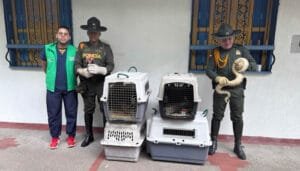 Importante operativo en contra del tráfico de fauna