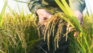 Paros generarían déficit en producción arrocera