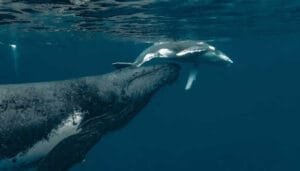 Minambiente y su apuesta para proteger las ballenas y delfines