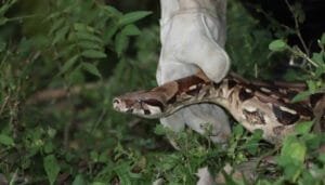 Aprehendida boa en la Comuna 10