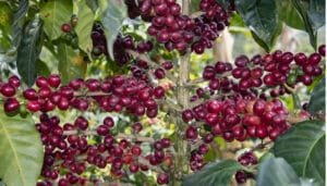 Más iniciativas para consolidar el cacao y el café en el Huila