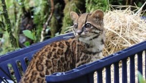 Retorno de felinos silvestres a su hábitat natural