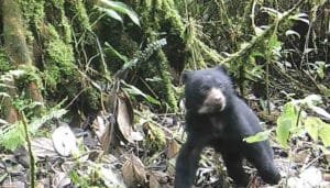Registrado osa de anteojos en el occidente del Huila