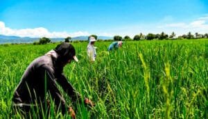 Insumos para los productores arroceros, Huila incluido