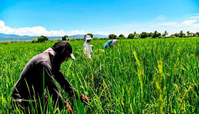 Insumos para los productores arroceros, Huila incluido