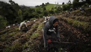 Productores de papa buscan ayuda para su crisis