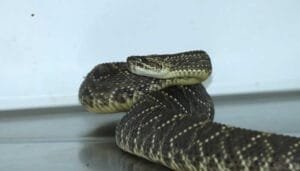 Incautada serpiente que se movilizaba en encomienda