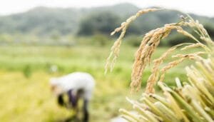 Expedida resolución de precios del arroz paddy