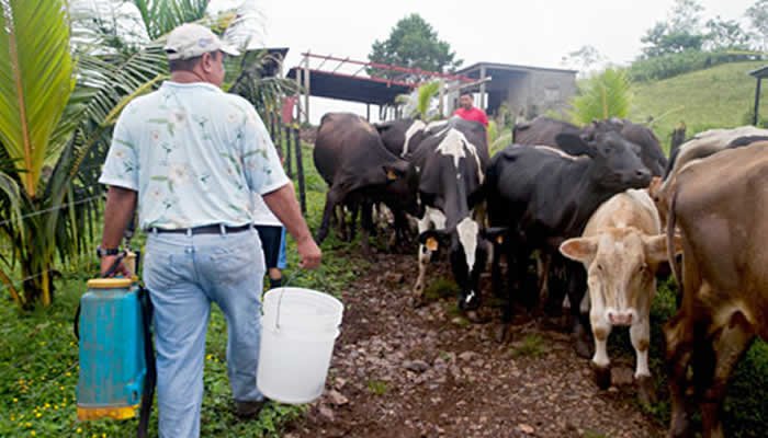 Ganaderos huilenses, bajo amenazas