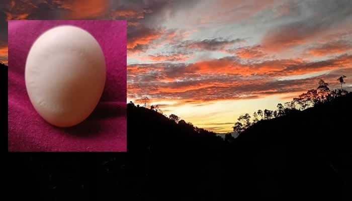 En Palermo, gallina pone un huevo con…el dibujo de un sol