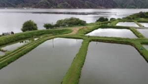 Se aproxima la feria acuícola en Neiva