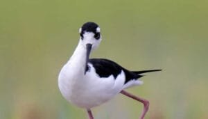 Especies de aves buscan nuevos territorios en el Huila