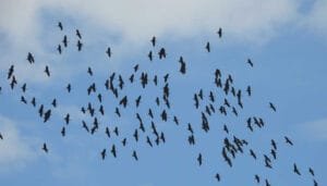 Avistamiento de dos nuevas especies de aves en el Huila