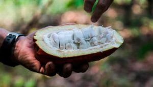 Gobierno y su propuesta presupuestal para el agro