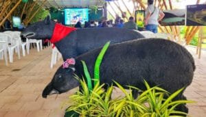 Huila y su protección al oso andino y danta de montaña