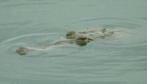 Huila busca fortalecer la protección del Caimán del Magdalena